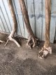 画像2: 【希少・根付き幹流木】南信州産 天然流木 変形枝根流木 まがり/枝分かれ流木 淡水流木【全長115〜147cm】｜｜いけばな・インテリア・DIY・ドライフラワー素材などに最適 (2)