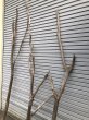 画像2: 【通販不可】【希少・枝分かれ多】南信州産 天然流木 変形枝流木 まがり/枝分かれ流木 淡水流木【全長246〜299cm 】｜｜いけばな・インテリア・DIY・ドライフラワー素材などに最適 (2)