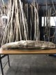 画像10: 【特大流木】 南信州産 源流淡水 天然流木 特上品（ 約１４４×２７×１６cm）大型流木 (10)
