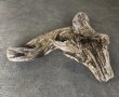 画像2: 【絶品】【特大流木】南信州産 源流淡水 天然流木（ 約１１０×５０×８0cm）大型流木 根流木 特大流木 大きな流木 変形流木 (2)