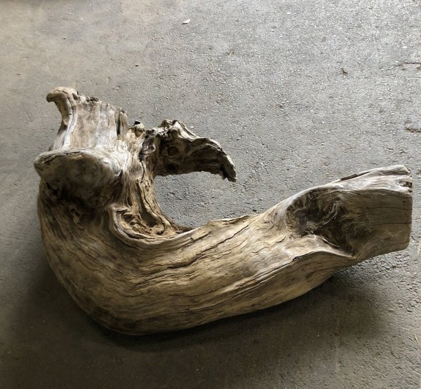 画像1: 【絶品】【特大流木】南信州産 源流淡水 天然流木（ 約１１０×５０×８0cm）大型流木 根流木 特大流木 大きな流木 変形流木 (1)