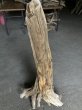 画像2: 【特選絶品】【特大流木】南信州産 源流淡水 天然流木（ 約１０７×５０×３７cm）大型流木 特大流木 大きな流木  根流木 (2)