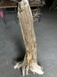 画像5: 【特選絶品】【特大流木】南信州産 源流淡水 天然流木（ 約１０７×５０×３７cm）大型流木 特大流木 大きな流木  根流木 (5)