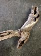 画像2: 南信州産｜変形流木 天然流木【大きめサイズ・厳選一品】（ 約75cm・幹幅8〜11cm） (2)