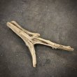 画像4: 南信州産｜変形流木 天然流木【大きめサイズ・厳選一品】（ 約81×34cm・幹幅12〜14cm） (4)