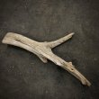 画像2: 南信州産｜変形流木 天然流木【大きめサイズ・厳選一品】（ 約81×34cm・幹幅12〜14cm） (2)