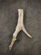 画像1: 南信州産｜変形流木 天然流木【大きめサイズ・厳選一品】（ 約81×34cm・幹幅12〜14cm） (1)