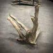 画像4: 南信州産｜根流木 淡水 天然流木【大きめサイズ・厳選一品】（ 約39×34×45.5cm） (4)