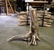 画像3: 南信州産｜根流木 淡水 天然流木【大きめサイズ・厳選一品】（ 約63×50×34cm） (3)