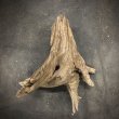 画像2: 南信州産｜根流木 天然流木【大きめサイズ・厳選一品】（ 約50×32×56cm） (2)