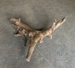画像2: 【特選絶品】【特大流木】南信州産 源流淡水 天然流木（ 約84×50×25cm）大型流木 特大流木 大きな流木 (2)