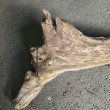 画像2: 【特選絶品】【特大流木】南信州産 源流淡水 天然流木（ 約90×30×38cm）大型流木 特大流木 大きな流木 (2)