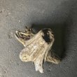 画像3: 【特選絶品】【特大流木】南信州産 源流淡水 天然流木（ 約63×47×55cm）大型流木 特大流木 大きな流木 根流木 (3)