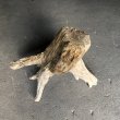 画像3: 【特選絶品】【特大流木】南信州産 源流淡水 天然流木（ 約88×58×52cm）大型流木 特大流木 大きな流木 根流木 (3)