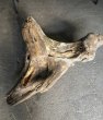 画像1: 【特選絶品】【特大流木】南信州産 源流淡水 天然流木（ 約124×96×35cm）大型流木 特大流木 大きな流木 根流木 (1)