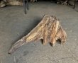 画像1: 【特選絶品】【特大流木】南信州産 源流淡水 天然流木（ 約82×45×50cm）大型流木 特大流木 大きな流木 根流木 (1)
