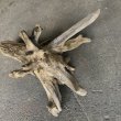 画像2: 【特選絶品】【特大流木】南信州産 源流淡水 天然流木（ 約70×39×33cm）大型流木 特大流木 大きな流木 根流木 (2)