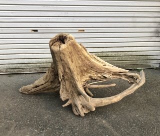 国産天然流木　源流淡水　95㎝　大型 特大流木販売｜法人向け大型装飾・庭園・商業施設用・個人DIYにも