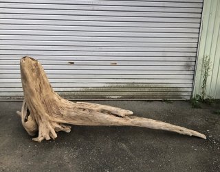 特大流木販売｜法人向け大型装飾・庭園・商業施設用・個人DIYにも