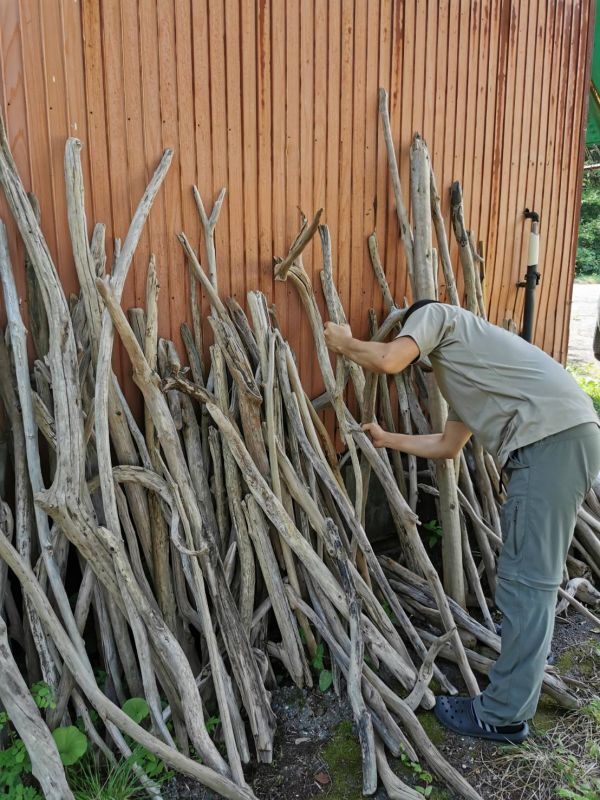 南信州 天然流木 長い枝流木 アソート販売 ２４０cmから２７０cm 2本セット
